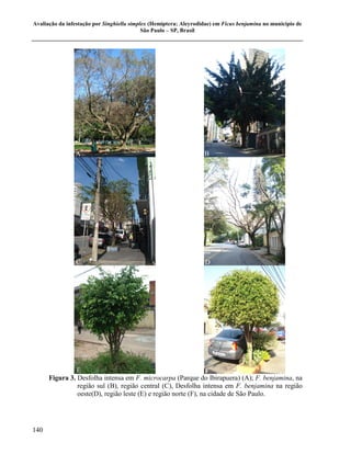 Avaliação da infestação por Singhiella simplex (Hemiptera: Aleyrodidae) em Ficus benjamina no município de
                                            São Paulo – SP, Brasil




                A                                                  B




                C                                                  D




                E                                                F
      Figura 3. Desfolha intensa em F. microcarpa (Parque do Ibirapuera) (A); F. benjamina, na
                região sul (B), região central (C), Desfolha intensa em F. benjamina na região
                oeste(D), região leste (E) e região norte (F), na cidade de São Paulo.




140
 