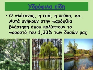 Υδρόφιλα είδη
• Ο πλάτανος, η ιτιά, η λεύκα, κα.
Αυτά ανήκουν στην παρόχθια
βλάστηση όπου καλύπτουν το
ποσοστό του 1,33% των δασών μας
 