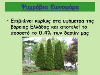 Ψυχρόβια Κωνοφόρα
• Επιβιώνει κυρίως στα υψόμετρα της
βόρειας Ελλάδας και αποτελεί το
ποσοστό το 0,4% των δασών μας
 
