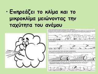 • Επηρεάζει το κλίμα και το
μικροκλίμα μειώνοντας την
ταχύτητα του ανέμου
 