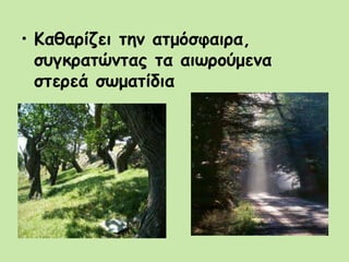 • Καθαρίζει την ατμόσφαιρα,
συγκρατώντας τα αιωρούμενα
στερεά σωματίδια
 