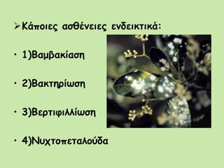 Κάποιες ασθένειες ενδεικτικά:
• 1)Βαμβακίαση
• 2)Βακτηρίωση
• 3)Βερτιφιλλίωση
• 4)Νυχτοπεταλούδα
 