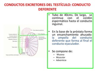 urinario.ppt