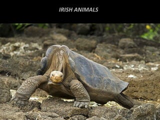 IRISH ANIMALS
 