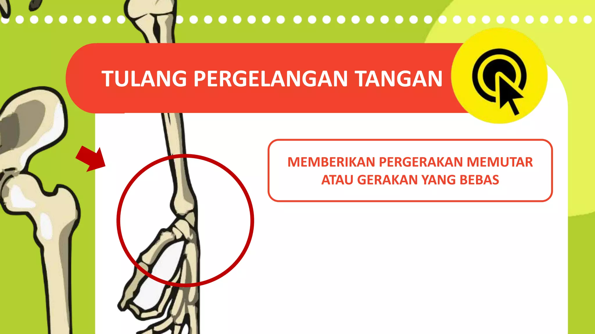 Fungsi tulang pada lengan manusia smartpoint PPSX