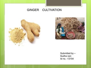 GINGER CULTIVATION
Submitted by –
Sudha rani
Id no. -13154
 