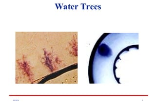 08/30/24 8
Water Trees
 