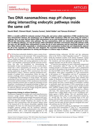 Two DNA nanomachines map pH changes
along intersecting endocytic pathways inside
the same cell
Souvik Modi1
, Cle´ment Nizak2
, Sunaina Surana1
, Saheli Halder1
and Yamuna Krishnan1
*
DNA is a versatile scaffold for molecular sensing in living cells, and various cellular applications of DNA nanodevices have
been demonstrated. However, the simultaneous use of different DNA nanodevices within the same living cell remains a
challenge. Here, we show that two distinct DNA nanomachines can be used simultaneously to map pH gradients along two
different but intersecting cellular entry pathways. The two nanomachines, which are molecularly programmed to enter
cells via different pathways, can map pH changes within well-deﬁned subcellular environments along both pathways inside
the same cell. We applied these nanomachines to probe the pH of early endosomes and the trans-Golgi network, in real
time. When delivered either sequentially or simultaneously, both nanomachines localized into and independently captured
the pH of the organelles for which they were designed. The successful functioning of DNA nanodevices within living
systems has important implications for sensing and therapies in a diverse range of contexts.
D
NA has been molecularly chiselled to create a variety of intri-
cate architectures on the nanoscale1
. DNA nanoarchitectures
that can be triggered chemically or physically to switch
between deﬁned states (referred to as DNA nanomachines) have
great potential for robotic and sensing applications on the nano-
scale2,3, and subcellular compartments provide nanoscale environ-
ments that offer rich possibilities for demonstrating the
functionality of these nanoarchitectures4
. It was recently demon-
strated that a DNA nanomachine can function as a pH sensor
inside endosomes in cellulo5
as well as in vivo6
. Since then, a few
exciting applications of speciﬁc DNA nanostructures have been
demonstrated in cellulo6–9
. However, achieving simultaneous func-
tionality of multiple DNA nanomachines within the same cell
remains a challenge, which, if realized, would open up possibilities
of multiplexing DNA nanodevices in living systems. The precise
positioning of more than one DNA nanodevice within a subcellular
environment and demonstration of their simultaneous functionality
therein is therefore essential. Here, we apply the technology we term
‘SimpHony’ (simultaneous pH mapping technology) to deploy two
differently programmed DNA nanomachines along different cellu-
lar endocytic pathways and map pH changes along both pathways
simultaneously, within the same living cell.
Programming strategy to achieve SimpHony
Simultaneous mapping of an analyte such as pH using ﬂuorescence
resonance energy transfer (FRET)-based DNA nanomachines
requires molecular programming strategies that position each nano-
machine along a distinct pathway, as well as a combination of FRET
pairs with minimal crosstalk. SimpHony also requires two pH-
responsive DNA nanomachines with pH-sensitive regimes suited
to the lumenal pH of the relevant intracellular organelles being
investigated. We chose two well-characterized pathways: the furin
retrograde endocytic pathway and the transferrin endocytic/
recycling pathway. Furin resides predominantly in the trans-Golgi
network (TGN), with a small steady-state population at the
plasma membrane, and is transported retrogradely via the early
endosomes/sorting endosomes (EE/SEs) and late endosomes
(LEs) to the TGN in a Rab-9-dependent manner10,11
. Transferrin
binds the transferrin receptor at the plasma membrane, reaches
the EE/SEs and then the perinuclear recycling endosome (RE)12
.
The transferrin and furin pathways merge in the EE and then
segregate thereafter into the RE and LE, respectively.
To track the furin pathway, we used a molecularly programmed
DNA nanomachine called IFu
(Fig. 1a). This adopts the same
working principle as described previously5,6
and is programmed
such that (i) the position of the acceptor is optimized to maximize
the observed FRET, (ii) the FRET pair uses Alexa 546 as a donor
ﬂuorophore, which allows compatibility of IFu
pH measurements
in the presence of ITf
ﬂuorophores, and (iii) IFu
incorporates an
8 bp dsDNA sequence (shaded in grey in Fig. 1a) that functions
as a binding site for an engineered protein (grey cylinders) that
enables its localization to a given endocytic pathway, namely the
furin pathway. Because furin is a retrogradely transported mem-
brane protein that lacks a natural ligand, we developed a method
to speciﬁcally attach and transport a DNA nanostructure to such
a trafﬁcking protein. This uses a sequence-speciﬁc double-stranded
DNA (dsDNA) binding protein (single-chain variable fragment
recombinant antibody, or scFv)13
, which is expressed as a chimera
with furin. This sequence-speciﬁc, dsDNA-binding protein was
obtained from a phage display screen of scFv recombinant anti-
bodies against a dsDNA epitope. This scFv speciﬁcally binds a
dsDNA sequence d(AT)4 (Fig. 1c) with a dissociation constant KD
of 80 nM (Fig. 1d). Thus an N-terminal fusion of the scFv
domain with furin, when expressed inside cells, will act as an artiﬁ-
cial receptor for a DNA nanostructure that incorporates a d(AT)4
sequence and will trafﬁc the latter along the retrograde furin endo-
cytic pathway into the TGN (Fig. 1b).
To track the transferrin pathway, we engineered a two-stranded
pH-sensitive DNA nanomachine, ITf
(Fig. 1a). ITf
uses intrastrand
i-motif formation to undergo a pH-dependent conformational
change and therefore functions as a FRET-based pH sensor.
ITf
has a pH-responsive C-rich segment, shown in purple in
1
National Centre for Biological Sciences, TIFR, GKVK, Bellary Road, Bangalore 560065, India, 2
Laboratoire Interdisciplinaire de Physique, UMR5588
CNRS-Universite´ Grenoble I, Grenoble, France. *e-mail: yamuna@ncbs.res.in
ARTICLES
PUBLISHED ONLINE: 26 MAY 2013 | DOI: 10.1038/NNANO.2013.92
NATURE NANOTECHNOLOGY | VOL 8 | JUNE 2013 | www.nature.com/naturenanotechnology 459
© 2013 Macmillan Publishers Limited. All rights reserved.
 
