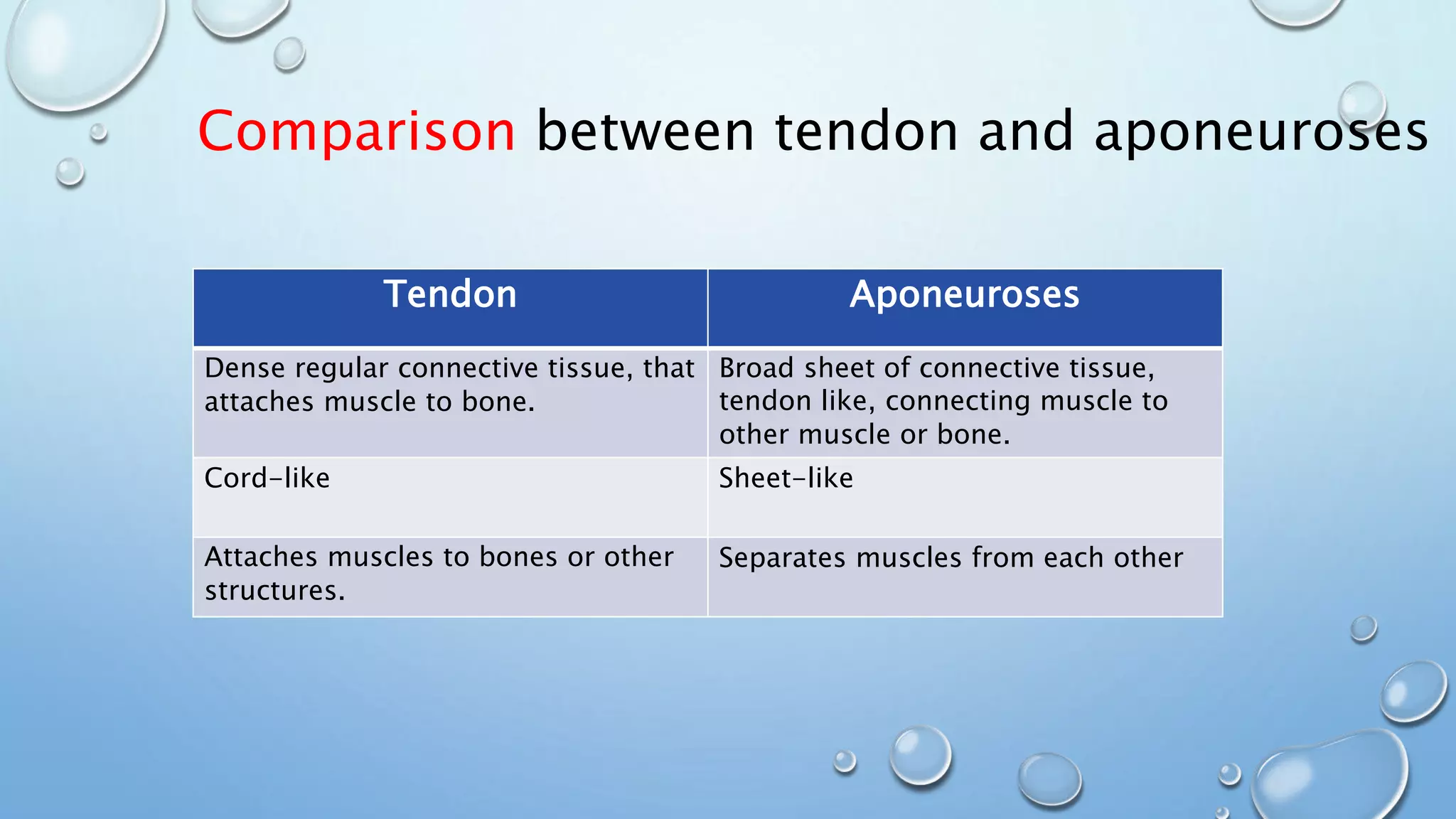 Comparison between tendon and aponeuroses
AponeurosesTendon
Broad sheet of connective tissue,
tendon like, connecting muscle to
other muscle or bone.
Dense regular connective tissue, that
attaches muscle to bone.
Sheet-likeCord-like
Separates muscles from each otherAttaches muscles to bones or other
structures.
