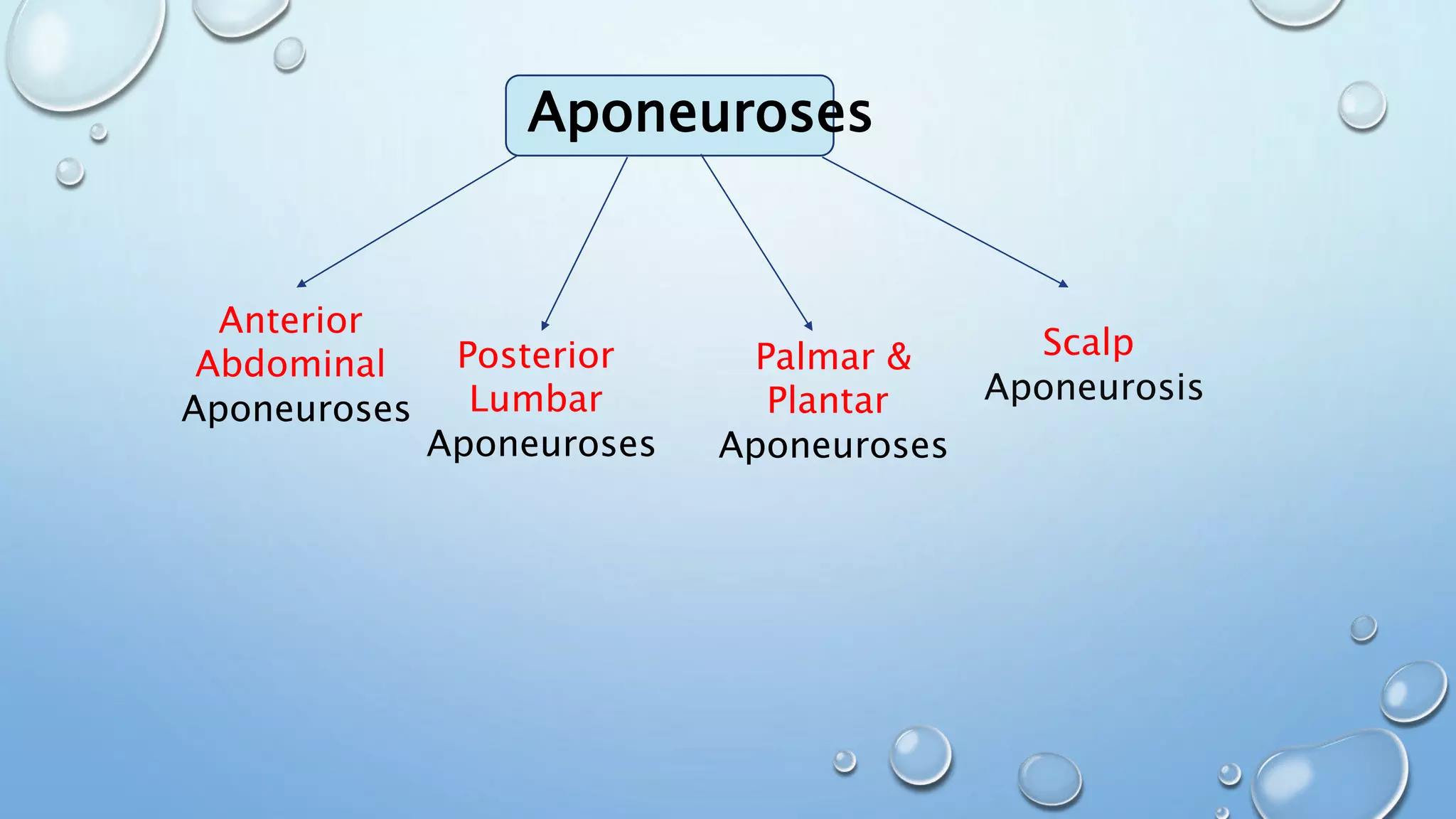 Aponeuroses
Anterior
Abdominal
Aponeuroses
Posterior
Lumbar
Aponeuroses
Palmar &
Plantar
Aponeuroses
Scalp
Aponeurosis