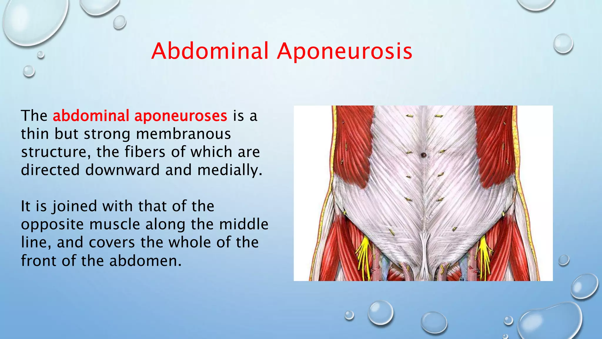 Abdominal Aponeurosis
The abdominal aponeuroses is a
thin but strong membranous
structure, the fibers of which are
directed downward and medially.
It is joined with that of the
opposite muscle along the middle
line, and covers the whole of the
front of the abdomen.