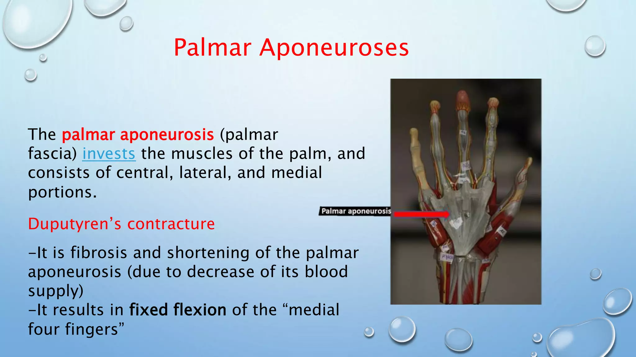 Palmar Aponeuroses
The palmar aponeurosis (palmar
fascia) invests the muscles of the palm, and
consists of central, lateral, and medial
portions.
Duputyren’s contracture
-It is fibrosis and shortening of the palmar
aponeurosis (due to decrease of its blood
supply)
-It results in fixed flexion of the “medial
four fingers”