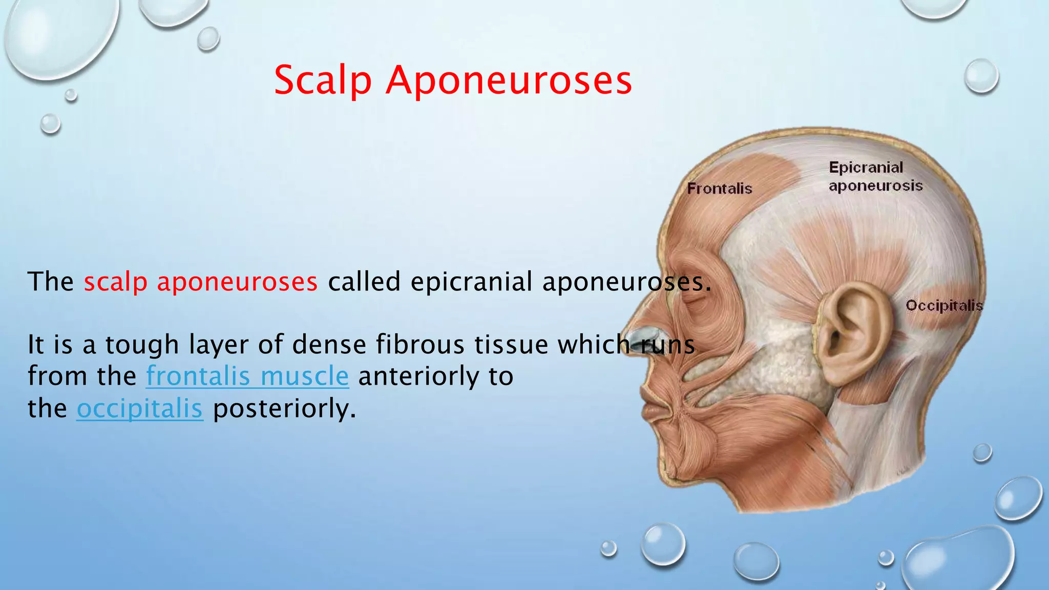 Scalp Aponeuroses
The scalp aponeuroses called epicranial aponeuroses.
It is a tough layer of dense fibrous tissue which runs
from the frontalis muscle anteriorly to
the occipitalis posteriorly.