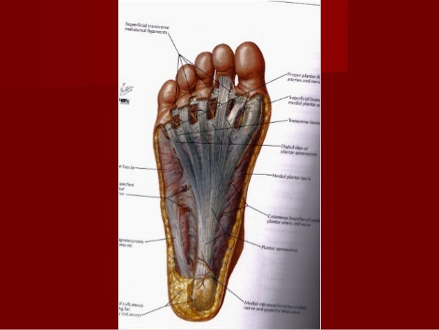 1362562807 surgical anatomy of diabetic foot