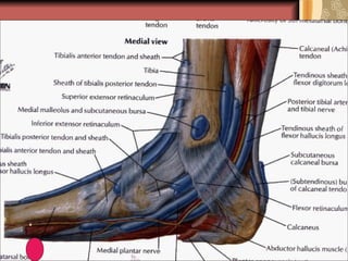 Sulcus In Foot 1362571268 anatomy and spread of foot infections | PPT
