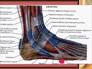1362571268 anatomy and spread of foot infections | PPT