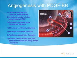 Angiogenesis with PDGF-BB
1) Binds to its receptor on
vascular endothelial cell.
4) Stimulates endothelial proliferation
2) Inducing production of other
growth factors (VEGF)
3) Activates intracellular signal
transduction pathways
5) Promotes endothelial migration
7) Recruits smooth muscle cells and
pericytes to stabilize the newly formed
vasculature
6) Facilitates vascular tube formation
1
2
3
4
5
6
7
 