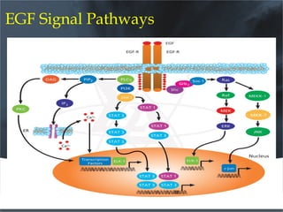 EGF Signal Pathways
 
