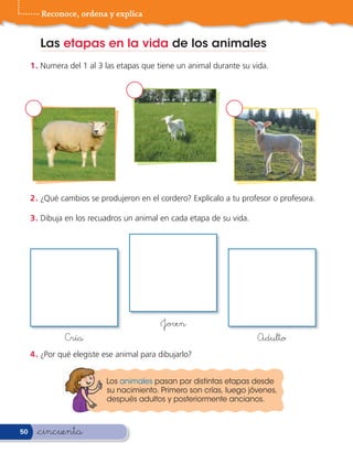 Reconoce, ordena y explica


       Las etapas en la vida de los animales
     1 . Numera del 1 al 3 las etapas que tiene un animal durante su vida.




     2 . ¿Qué cambios se produjeron en el cordero? Explícalo a tu profesor o profesora.

     3 . Dibuja en los recuadros un animal en cada etapa de su vida.




                                           Joven
               Cría                                                    Adulto
     4 . ¿Por qué elegiste ese animal para dibujarlo?


                           Los animales pasan por distintas etapas desde
                           su nacimiento. Primero son crías, luego jóvenes,
                           después adultos y posteriormente ancianos.



50     &cincuenta
 