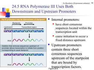 Comprehensive Overview of Eukaryotic Promoters and Enhancers in Gene ...