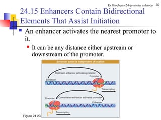 Comprehensive Overview of Eukaryotic Promoters and Enhancers in Gene ...