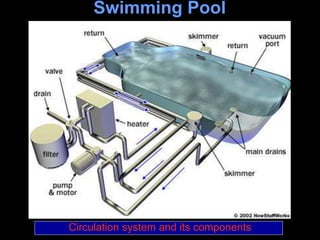 Circulation Pool 137973189-Swimming-Pool-Presentation.ppt
