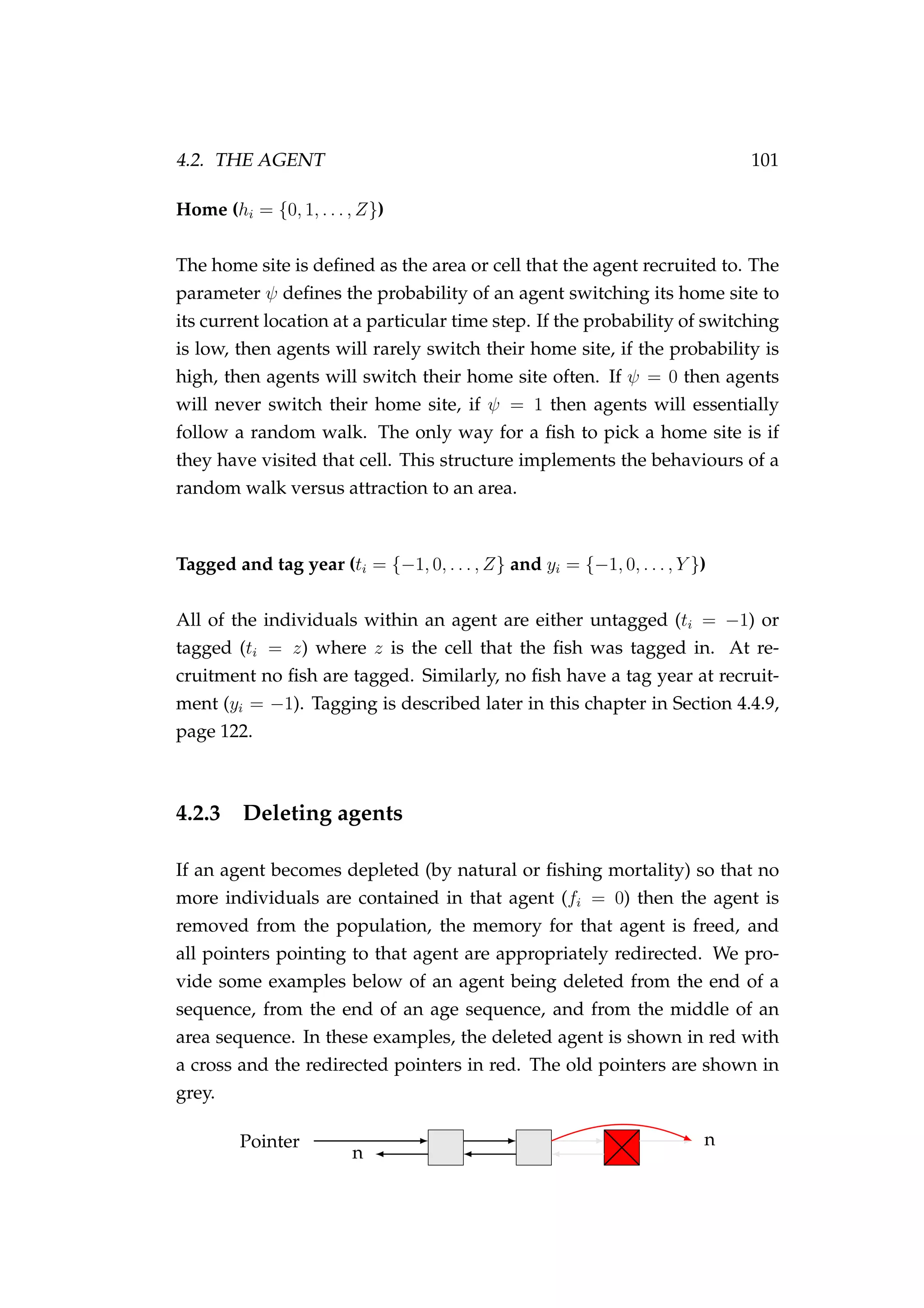 4.2. THE AGENT 101
Home (hi = {0, 1, . . . , Z})
The home site is deﬁned as the area or cell that the agent recruited to. The
parameter ψ deﬁnes the probability of an agent switching its home site to
its current location at a particular time step. If the probability of switching
is low, then agents will rarely switch their home site, if the probability is
high, then agents will switch their home site often. If ψ = 0 then agents
will never switch their home site, if ψ = 1 then agents will essentially
follow a random walk. The only way for a ﬁsh to pick a home site is if
they have visited that cell. This structure implements the behaviours of a
random walk versus attraction to an area.
Tagged and tag year (ti = {−1, 0, . . . , Z} and yi = {−1, 0, . . . , Y })
All of the individuals within an agent are either untagged (ti = −1) or
tagged (ti = z) where z is the cell that the ﬁsh was tagged in. At re-
cruitment no ﬁsh are tagged. Similarly, no ﬁsh have a tag year at recruit-
ment (yi = −1). Tagging is described later in this chapter in Section 4.4.9,
page 122.
4.2.3 Deleting agents
If an agent becomes depleted (by natural or ﬁshing mortality) so that no
more individuals are contained in that agent (fi = 0) then the agent is
removed from the population, the memory for that agent is freed, and
all pointers pointing to that agent are appropriately redirected. We pro-
vide some examples below of an agent being deleted from the end of a
sequence, from the end of an age sequence, and from the middle of an
area sequence. In these examples, the deleted agent is shown in red with
a cross and the redirected pointers in red. The old pointers are shown in
grey.
Pointer
n
n
 