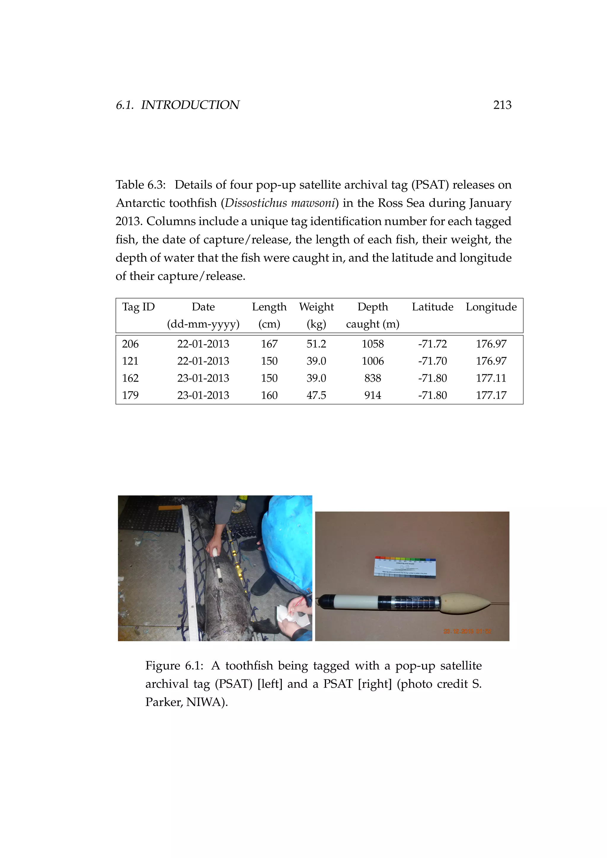 6.1. INTRODUCTION 213
Table 6.3: Details of four pop-up satellite archival tag (PSAT) releases on
Antarctic toothﬁsh (Dissostichus mawsoni) in the Ross Sea during January
2013. Columns include a unique tag identiﬁcation number for each tagged
ﬁsh, the date of capture/release, the length of each ﬁsh, their weight, the
depth of water that the ﬁsh were caught in, and the latitude and longitude
of their capture/release.
Tag ID Date Length Weight Depth Latitude Longitude
(dd-mm-yyyy) (cm) (kg) caught (m)
206 22-01-2013 167 51.2 1058 -71.72 176.97
121 22-01-2013 150 39.0 1006 -71.70 176.97
162 23-01-2013 150 39.0 838 -71.80 177.11
179 23-01-2013 160 47.5 914 -71.80 177.17
Figure 6.1: A toothﬁsh being tagged with a pop-up satellite
archival tag (PSAT) [left] and a PSAT [right] (photo credit S.
Parker, NIWA).
 