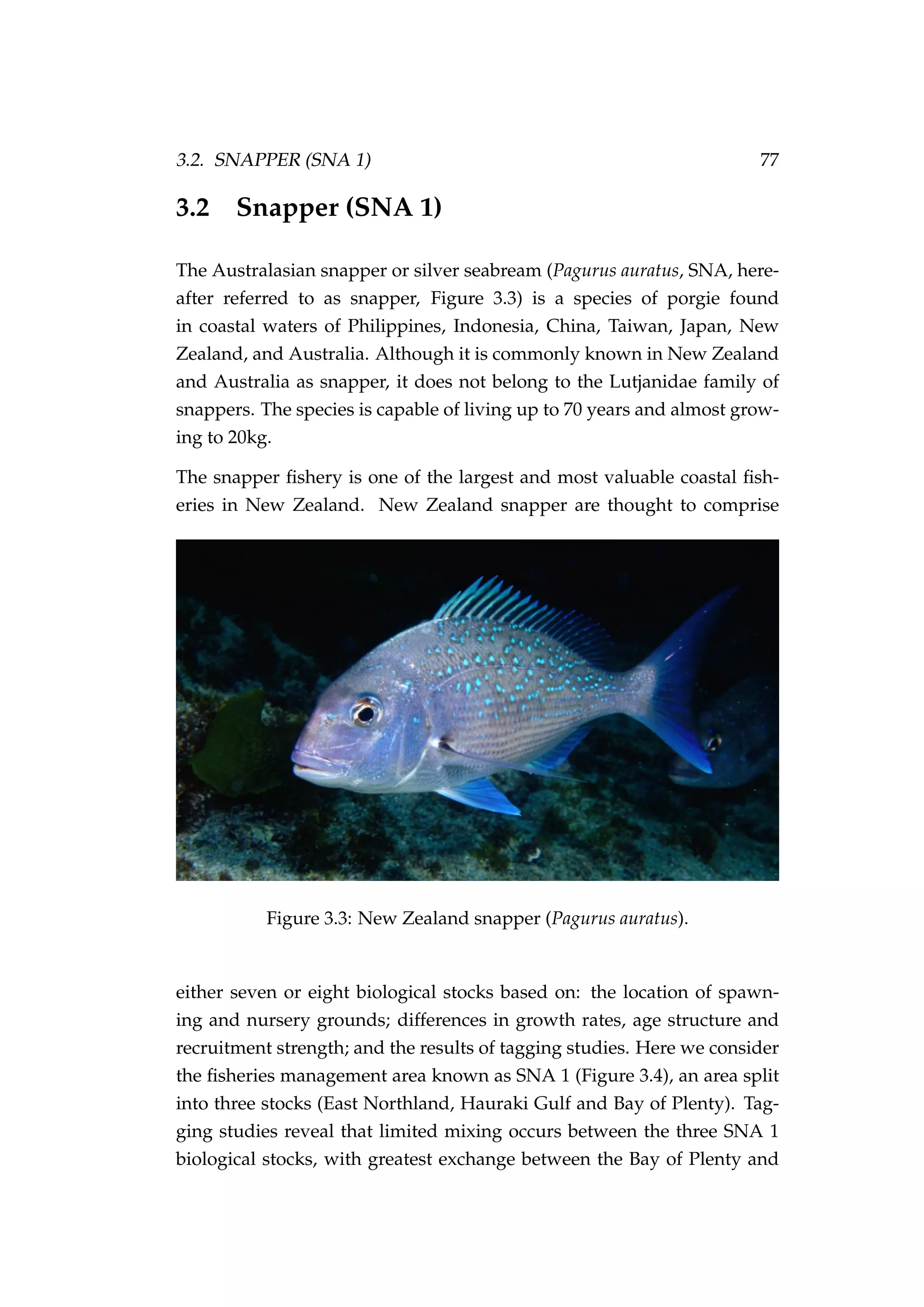 3.2. SNAPPER (SNA 1) 77
3.2 Snapper (SNA 1)
The Australasian snapper or silver seabream (Pagurus auratus, SNA, here-
after referred to as snapper, Figure 3.3) is a species of porgie found
in coastal waters of Philippines, Indonesia, China, Taiwan, Japan, New
Zealand, and Australia. Although it is commonly known in New Zealand
and Australia as snapper, it does not belong to the Lutjanidae family of
snappers. The species is capable of living up to 70 years and almost grow-
ing to 20kg.
The snapper ﬁshery is one of the largest and most valuable coastal ﬁsh-
eries in New Zealand. New Zealand snapper are thought to comprise
Figure 3.3: New Zealand snapper (Pagurus auratus).
either seven or eight biological stocks based on: the location of spawn-
ing and nursery grounds; differences in growth rates, age structure and
recruitment strength; and the results of tagging studies. Here we consider
the ﬁsheries management area known as SNA 1 (Figure 3.4), an area split
into three stocks (East Northland, Hauraki Gulf and Bay of Plenty). Tag-
ging studies reveal that limited mixing occurs between the three SNA 1
biological stocks, with greatest exchange between the Bay of Plenty and
 