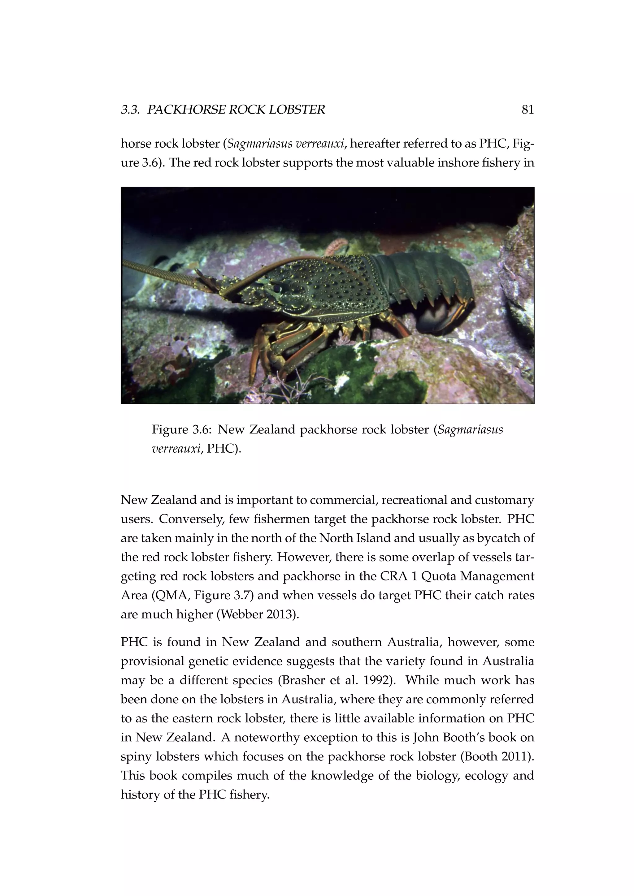 3.3. PACKHORSE ROCK LOBSTER 81
horse rock lobster (Sagmariasus verreauxi, hereafter referred to as PHC, Fig-
ure 3.6). The red rock lobster supports the most valuable inshore ﬁshery in
Figure 3.6: New Zealand packhorse rock lobster (Sagmariasus
verreauxi, PHC).
New Zealand and is important to commercial, recreational and customary
users. Conversely, few ﬁshermen target the packhorse rock lobster. PHC
are taken mainly in the north of the North Island and usually as bycatch of
the red rock lobster ﬁshery. However, there is some overlap of vessels tar-
geting red rock lobsters and packhorse in the CRA 1 Quota Management
Area (QMA, Figure 3.7) and when vessels do target PHC their catch rates
are much higher (Webber 2013).
PHC is found in New Zealand and southern Australia, however, some
provisional genetic evidence suggests that the variety found in Australia
may be a different species (Brasher et al. 1992). While much work has
been done on the lobsters in Australia, where they are commonly referred
to as the eastern rock lobster, there is little available information on PHC
in New Zealand. A noteworthy exception to this is John Booth’s book on
spiny lobsters which focuses on the packhorse rock lobster (Booth 2011).
This book compiles much of the knowledge of the biology, ecology and
history of the PHC ﬁshery.
 