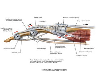 Extensor Excursion extensor tendons injury and deformity | PPT