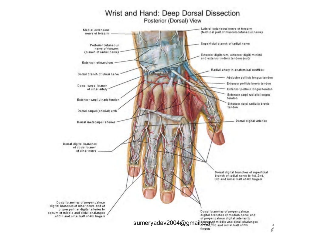 extensor tendons injury and deformity