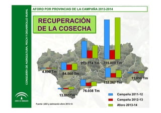 CONSEJERÍA DE AGRIGULTURA, PESCA Y DESARROLLO RURAL

AFORO POR PROVINCIAS DE LA CAMPAÑA 2013-2014
AFORO POR PROVINCIAS DE LA CAMPAÑA 2013-2014

RECUPERACIÓN
DE LA COSECHA

273.774 Tm
4.890 Tm

715.000 Tm

84.560 Tm
11.850 Tm
132.267 Tm
76.038 Tm
13.865Tm

Campaña 2011-12
Campaña 2012-13

Fuente: AAO y estimación aforo 2013-14

Aforo 2013-14

 