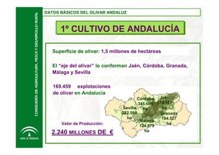CONSEJERÍA DE AGRIGULTURA, PESCA Y DESARROLLO RURAL

DATOS BÁSICOS DEL OLIVAR ANDALUZ
DATOS BÁSICOS DEL OLIVAR ANDALUZ

1º CULTIVO DE ANDALUCÍA
1º CULTIVO DE ANDALUCÍA
Superficie de olivar: 1,5 millones de hectáreas
El “eje del olivar” lo conforman Jaén, Córdoba, Granada,
Málaga y Sevilla
169.459 explotaciones
de olivar en Andalucía

Valor de Producción:

2.240 MILLONES DE €

Córdoba Jaén
345.685 574.181
ha
Sevilla
ha
222.560
Granada
ha
184.527
Málaga
ha
124.879
ha

 