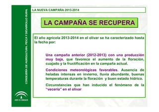 CONSEJERÍA DE AGRIGULTURA, PESCA Y DESARROLLO RURAL

LA NUEVA CAMPAÑA 2013-2014
LA NUEVA CAMPAÑA 2013-2014

LA CAMPAÑA SE RECUPERA
El año agrícola 2013-2014 en el olivar se ha caracterizado hasta
la fecha por:

Una campaña anterior (2012-2013) con una producción
muy baja, que favorece el aumento de la floración,
cuajado y la fructificación en la campaña actual.
Condiciones meteorológicas favorables. Ausencia de
heladas intensas en invierno, lluvia abundante, buenas
temperaturas durante la floración y buen estado hídrico.
Circunstancias que han inducido el fenómeno de la
“vecería” en el olivar

 
