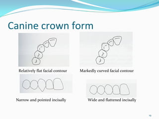 Canine crown form


  Relatively flat facial contour   Markedly curved facial contour




 Narrow and pointed incisally          Wide and flattened incisally


                                                                      19
 
