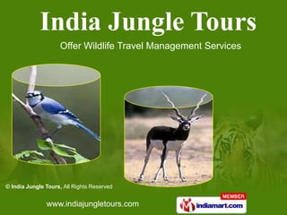Offer Wildlife Travel Management Services




© India Jungle Tours, All Rights Reserved


               www.indiajungletours.com
 