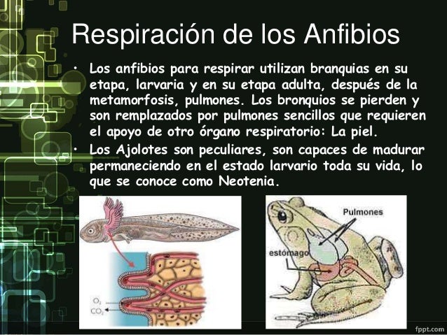Respiración de los animales