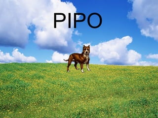 PIPO
 