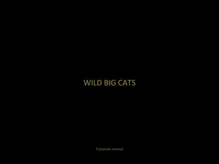 WILD BIG CATS Transición manual 