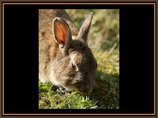 139 rabbits freedom | PPT