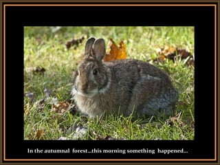 139 rabbits freedom | PPT