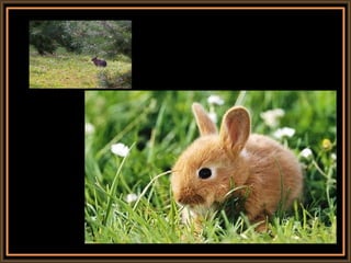 139 rabbits freedom | PPT | Free Download