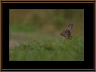 139 rabbits freedom | PPT | Free Download