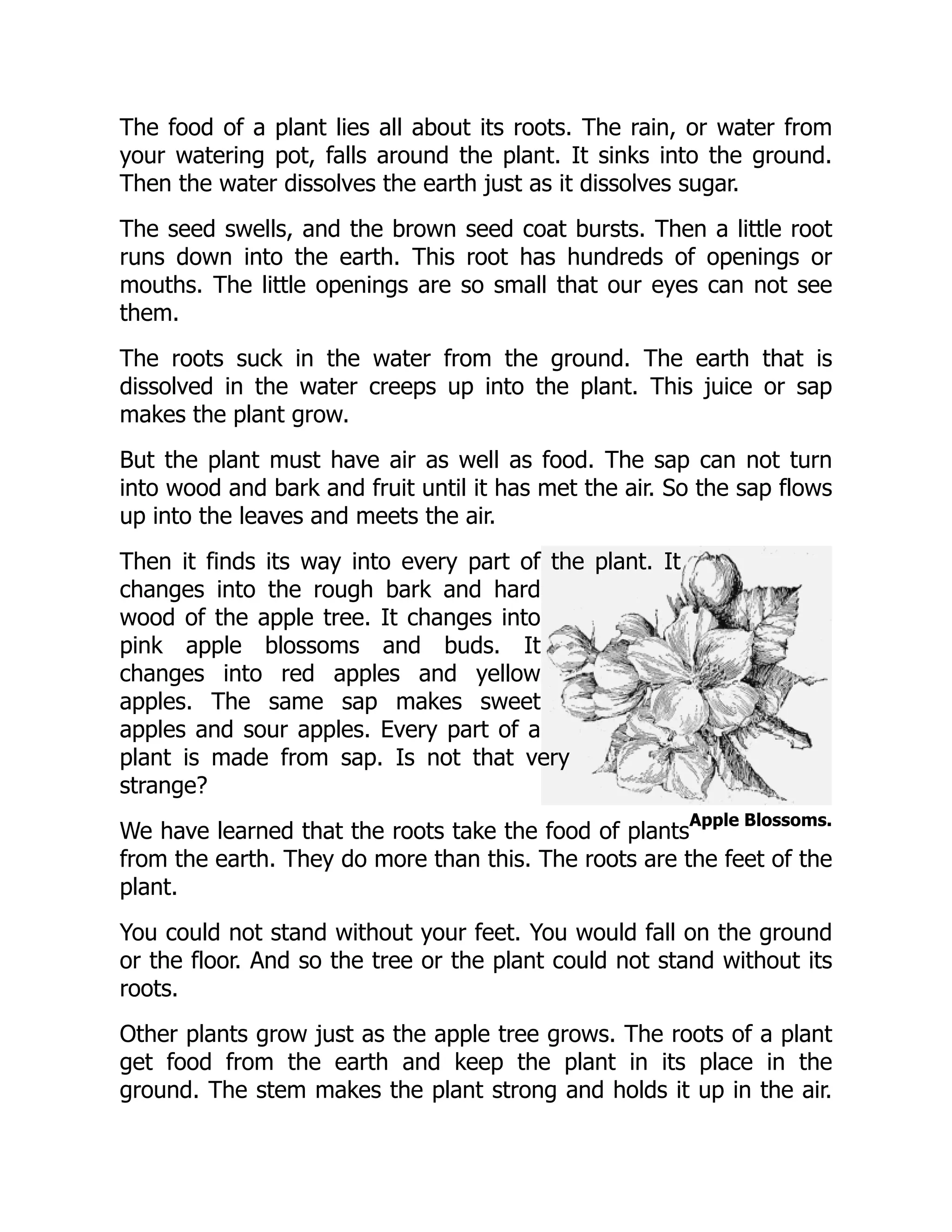 Apple Blossoms.
The food of a plant lies all about its roots. The rain, or water from
your watering pot, falls around the plant. It sinks into the ground.
Then the water dissolves the earth just as it dissolves sugar.
The seed swells, and the brown seed coat bursts. Then a little root
runs down into the earth. This root has hundreds of openings or
mouths. The little openings are so small that our eyes can not see
them.
The roots suck in the water from the ground. The earth that is
dissolved in the water creeps up into the plant. This juice or sap
makes the plant grow.
But the plant must have air as well as food. The sap can not turn
into wood and bark and fruit until it has met the air. So the sap flows
up into the leaves and meets the air.
Then it finds its way into every part of the plant. It
changes into the rough bark and hard
wood of the apple tree. It changes into
pink apple blossoms and buds. It
changes into red apples and yellow
apples. The same sap makes sweet
apples and sour apples. Every part of a
plant is made from sap. Is not that very
strange?
We have learned that the roots take the food of plants
from the earth. They do more than this. The roots are the feet of the
plant.
You could not stand without your feet. You would fall on the ground
or the floor. And so the tree or the plant could not stand without its
roots.
Other plants grow just as the apple tree grows. The roots of a plant
get food from the earth and keep the plant in its place in the
ground. The stem makes the plant strong and holds it up in the air.
 