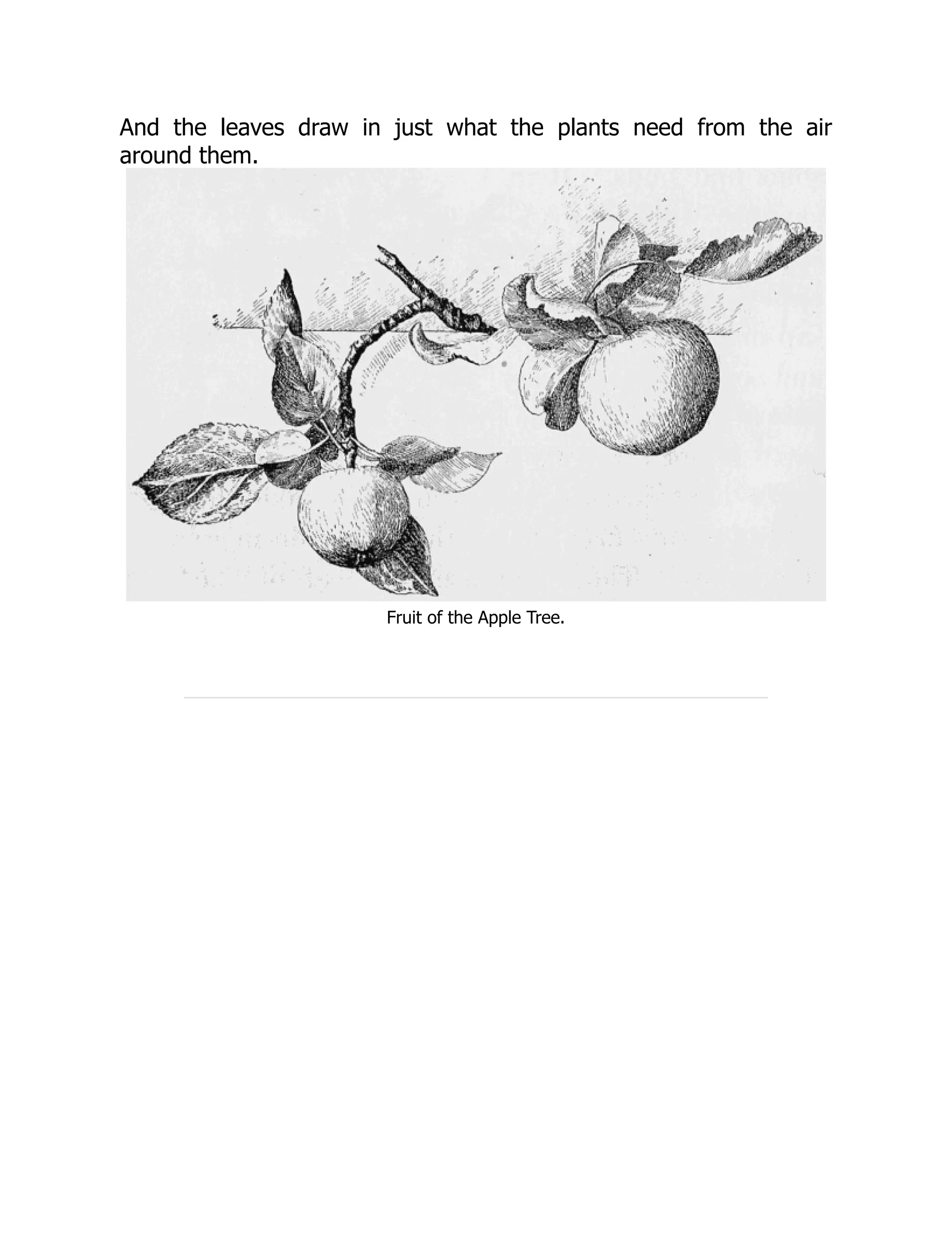 And the leaves draw in just what the plants need from the air
around them.
Fruit of the Apple Tree.
 