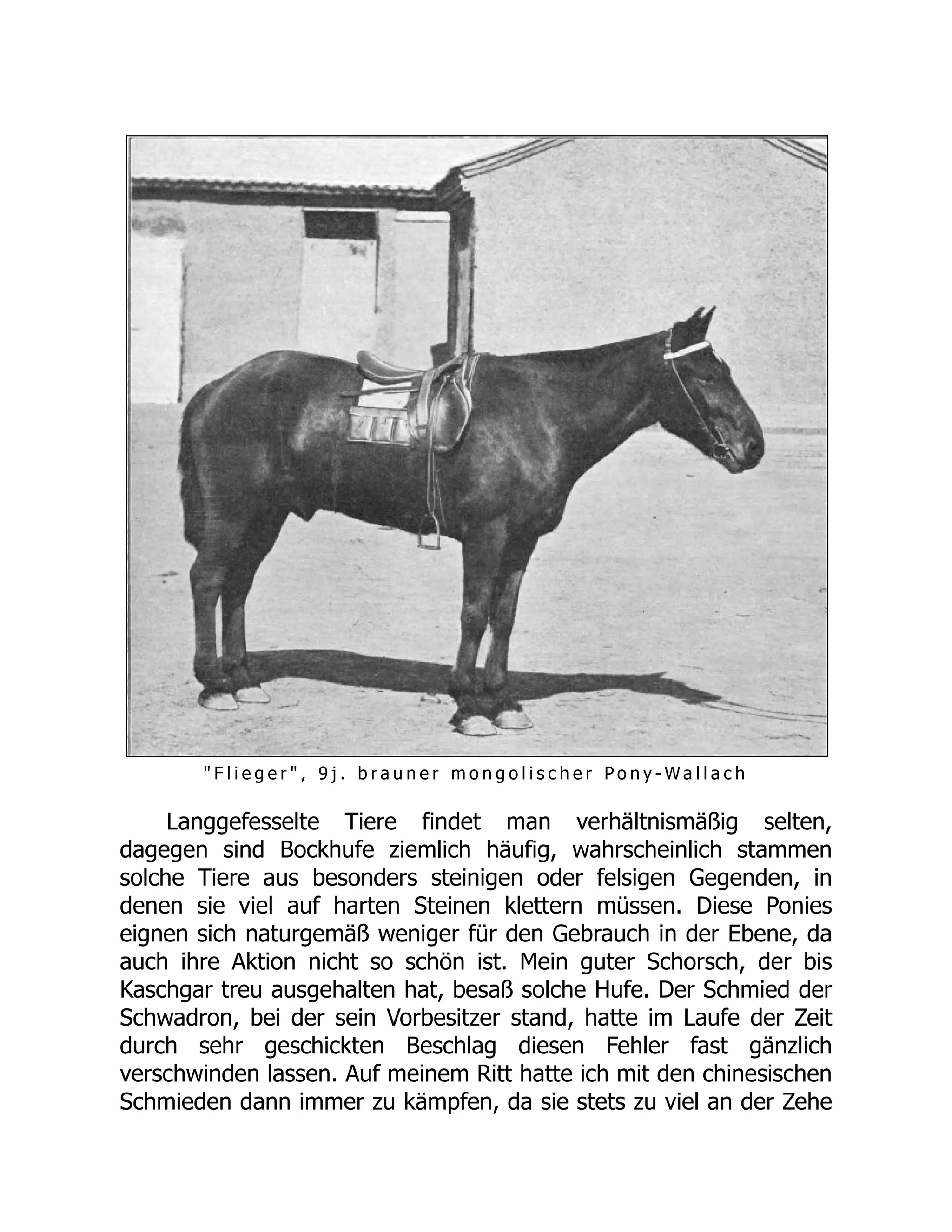 " F l i e g e r " , 9 j . b r a u n e r m o n g o l i s c h e r P o n y - W a l l a c h
Langgefesselte Tiere findet man verhältnismäßig selten,
dagegen sind Bockhufe ziemlich häufig, wahrscheinlich stammen
solche Tiere aus besonders steinigen oder felsigen Gegenden, in
denen sie viel auf harten Steinen klettern müssen. Diese Ponies
eignen sich naturgemäß weniger für den Gebrauch in der Ebene, da
auch ihre Aktion nicht so schön ist. Mein guter Schorsch, der bis
Kaschgar treu ausgehalten hat, besaß solche Hufe. Der Schmied der
Schwadron, bei der sein Vorbesitzer stand, hatte im Laufe der Zeit
durch sehr geschickten Beschlag diesen Fehler fast gänzlich
verschwinden lassen. Auf meinem Ritt hatte ich mit den chinesischen
Schmieden dann immer zu kämpfen, da sie stets zu viel an der Zehe
 