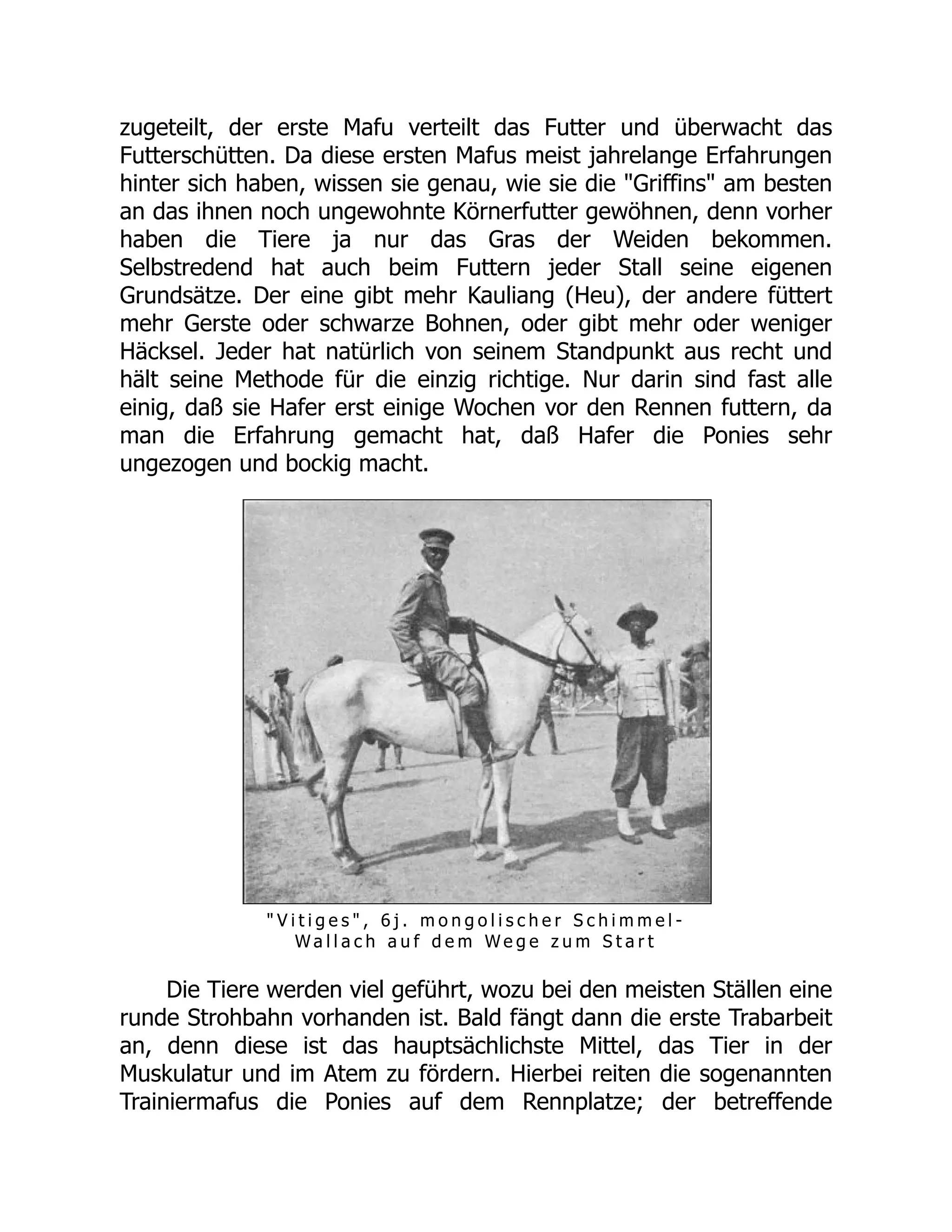 zugeteilt, der erste Mafu verteilt das Futter und überwacht das
Futterschütten. Da diese ersten Mafus meist jahrelange Erfahrungen
hinter sich haben, wissen sie genau, wie sie die "Griffins" am besten
an das ihnen noch ungewohnte Körnerfutter gewöhnen, denn vorher
haben die Tiere ja nur das Gras der Weiden bekommen.
Selbstredend hat auch beim Futtern jeder Stall seine eigenen
Grundsätze. Der eine gibt mehr Kauliang (Heu), der andere füttert
mehr Gerste oder schwarze Bohnen, oder gibt mehr oder weniger
Häcksel. Jeder hat natürlich von seinem Standpunkt aus recht und
hält seine Methode für die einzig richtige. Nur darin sind fast alle
einig, daß sie Hafer erst einige Wochen vor den Rennen futtern, da
man die Erfahrung gemacht hat, daß Hafer die Ponies sehr
ungezogen und bockig macht.
" V i t i g e s " , 6 j . m o n g o l i s c h e r S c h i m m e l -
W a l l a c h a u f d e m W e g e z u m S t a r t
Die Tiere werden viel geführt, wozu bei den meisten Ställen eine
runde Strohbahn vorhanden ist. Bald fängt dann die erste Trabarbeit
an, denn diese ist das hauptsächlichste Mittel, das Tier in der
Muskulatur und im Atem zu fördern. Hierbei reiten die sogenannten
Trainiermafus die Ponies auf dem Rennplatze; der betreffende
 