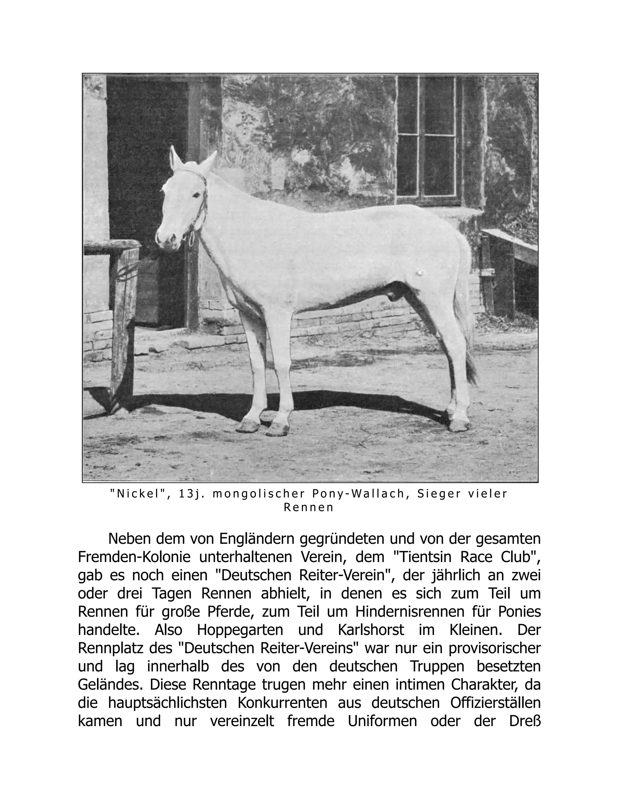 " N i c k e l " , 1 3 j . m o n g o l i s c h e r P o n y - W a l l a c h , S i e g e r v i e l e r
R e n n e n
Neben dem von Engländern gegründeten und von der gesamten
Fremden-Kolonie unterhaltenen Verein, dem "Tientsin Race Club",
gab es noch einen "Deutschen Reiter-Verein", der jährlich an zwei
oder drei Tagen Rennen abhielt, in denen es sich zum Teil um
Rennen für große Pferde, zum Teil um Hindernisrennen für Ponies
handelte. Also Hoppegarten und Karlshorst im Kleinen. Der
Rennplatz des "Deutschen Reiter-Vereins" war nur ein provisorischer
und lag innerhalb des von den deutschen Truppen besetzten
Geländes. Diese Renntage trugen mehr einen intimen Charakter, da
die hauptsächlichsten Konkurrenten aus deutschen Offizierställen
kamen und nur vereinzelt fremde Uniformen oder der Dreß
 