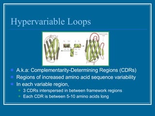 Hypervariable Loops  A.k.a: Complementarity-Determining Regions (CDRs)  Regions of increased amino acid sequence variability  In each variable region,  3 CDRs interspersed in between framework regions Each CDR is between 5-10 amino acids long 